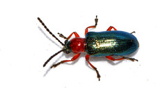 Rothalsiges Getreidehähnchen_3.jpg